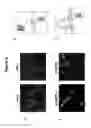 Fig. 07 - Proteolytic release of cell surface antigens for phage biopanning
