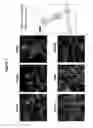 Fig. 08 - Proteolytic release of cell surface antigens for phage biopanning