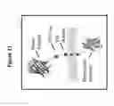 Fig. 12 - Proteolytic release of cell surface antigens for phage biopanning