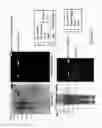 Fig. 09 - HIGH FUNCTIONAL BISPECIFIC ANTIBODY