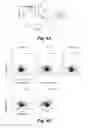 Fig. 07 - CD138-targeted interferon demonstrates potent apoptotic and anti-tumor activities