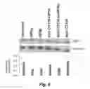 Fig. 12 - CD138-targeted interferon demonstrates potent apoptotic and anti-tumor activities