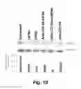 Fig. 13 - CD138-targeted interferon demonstrates potent apoptotic and anti-tumor activities