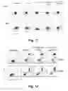 Fig. 14 - CD138-targeted interferon demonstrates potent apoptotic and anti-tumor activities