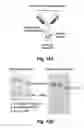 Fig. 15 - CD138-targeted interferon demonstrates potent apoptotic and anti-tumor activities