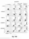 Fig. 18 - CD138-targeted interferon demonstrates potent apoptotic and anti-tumor activities
