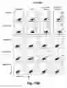 Fig. 19 - CD138-targeted interferon demonstrates potent apoptotic and anti-tumor activities