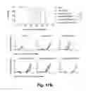 Fig. 24 - CD138-targeted interferon demonstrates potent apoptotic and anti-tumor activities