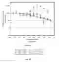 Fig. 15 - Single domain antibodies directed against STAT3