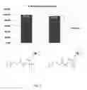 Fig. 07 - Quaternary phosphonium coated surfaces and methods of making the same