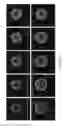 Fig. 20 - DIGITAL MICROFLUIDIC PLATFORM FOR CREATING, MAINTAINING AND ANALYZING 3-DIMENSIONAL CELL SPHEROIDS