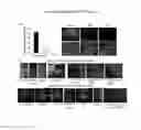 Fig. 03 - Technologies, Methods, and Products of Small Molecule Directed Tissue and Organ Regeneration from Human Pluripotent Stem Cells