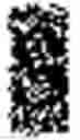 Fig. 02 - Cortical interneurons and other neuronal cells produced by the directed differentiation of pluripotent and multipotent cells