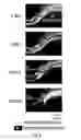 Fig. 07 - Method for producing differentiated cells