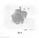 Fig. 14 - Method for producing differentiated cells