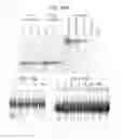 Fig. 22 - Hemangio-colony forming cells