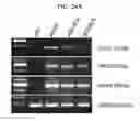 Fig. 30 - Hemangio-colony forming cells