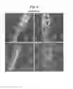 Fig. 08 - Differentiation and expansion of endothelial cells from pluripotent stem cells and the in vitro formation of vasculature like structures