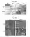 Fig. 28 - Differentiation and expansion of endothelial cells from pluripotent stem cells and the in vitro formation of vasculature like structures