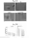 Fig. 30 - Differentiation and expansion of endothelial cells from pluripotent stem cells and the in vitro formation of vasculature like structures