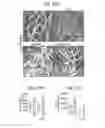 Fig. 32 - Differentiation and expansion of endothelial cells from pluripotent stem cells and the in vitro formation of vasculature like structures