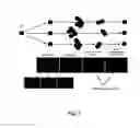 Fig. 09 - Isolation, expansion and use of clonogenic endothelial progenitor cells