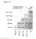 Fig. 15 - REPROGRAMMED CELLS AND METHODS OF PRODUCTION AND USE THEREOF