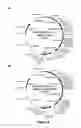 Fig. 06 - Carbohydrate binding modules with reduced binding to lignin