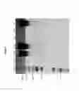 Fig. 11 - ENZYME AND USES THEREOF