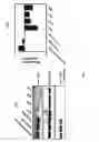 Fig. 14 - Methods and compositions for the treatment of cancer