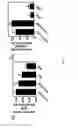 Fig. 16 - Methods and compositions for the treatment of cancer