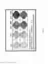 Fig. 26 - Methods and compositions for the treatment of cancer
