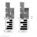 Fig. 80 - Methods and compositions for the treatment of cancer
