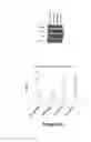 Fig. 17 - PROSTATE CANCER-SPECIFIC ALTERATIONS IN ERG GENE EXPRESSION AND DETECTION AND TREATMENT METHODS BASED ON THOSE ALTERATIONS