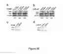 Fig. 32 - PROSTATE CANCER-SPECIFIC ALTERATIONS IN ERG GENE EXPRESSION AND DETECTION AND TREATMENT METHODS BASED ON THOSE ALTERATIONS