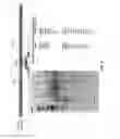Fig. 09 - Nuclease-mediated DNA assembly