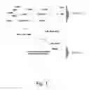 Fig. 02 - Bacterial Mutants with Improved Transformation Efficiency