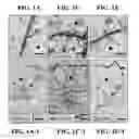 Fig. 02 - Materials and methods for controlling bundle sheath cell fate and function in plants