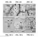Fig. 03 - Materials and methods for controlling bundle sheath cell fate and function in plants