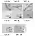 Fig. 04 - Materials and methods for controlling bundle sheath cell fate and function in plants