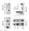 Fig. 06 - Materials and methods for controlling bundle sheath cell fate and function in plants