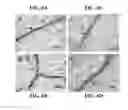 Fig. 09 - Materials and methods for controlling bundle sheath cell fate and function in plants