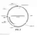 Fig. 04 - TRICHODERMA REESEI HOST CELLS EXPRESSING A GLUCOAMYLASE FROM ASPERGILLUS FUMIGATUS AND METHODS OF USE THEREOF