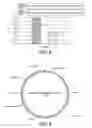 Fig. 09 - TRICHODERMA REESEI HOST CELLS EXPRESSING A GLUCOAMYLASE FROM ASPERGILLUS FUMIGATUS AND METHODS OF USE THEREOF