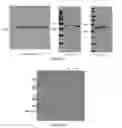 Fig. 15 - Group of glycosyltransferases and use thereof