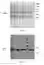 Fig. 30 - Group of glycosyltransferases and use thereof