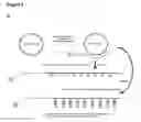 Fig. 07 - Methods and compositions for detection of small RNAS