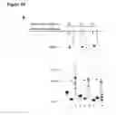 Fig. 50 - Methods and compositions for detection of small RNAS