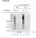 Fig. 52 - Methods and compositions for detection of small RNAS
