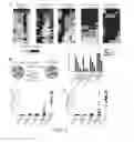 Fig. 07 - Determination of methylation state and chromatin structure of target genetic loci